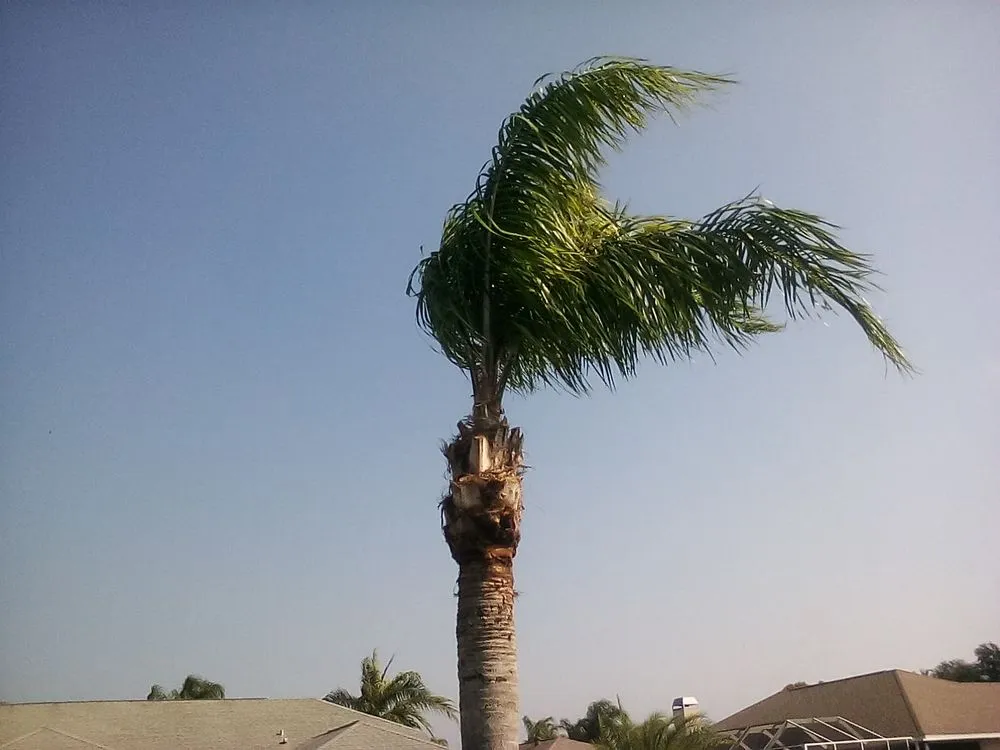 Professional lawn mowing service experts serving New Port Richey, FL - Enchanting Lawn and Landscape