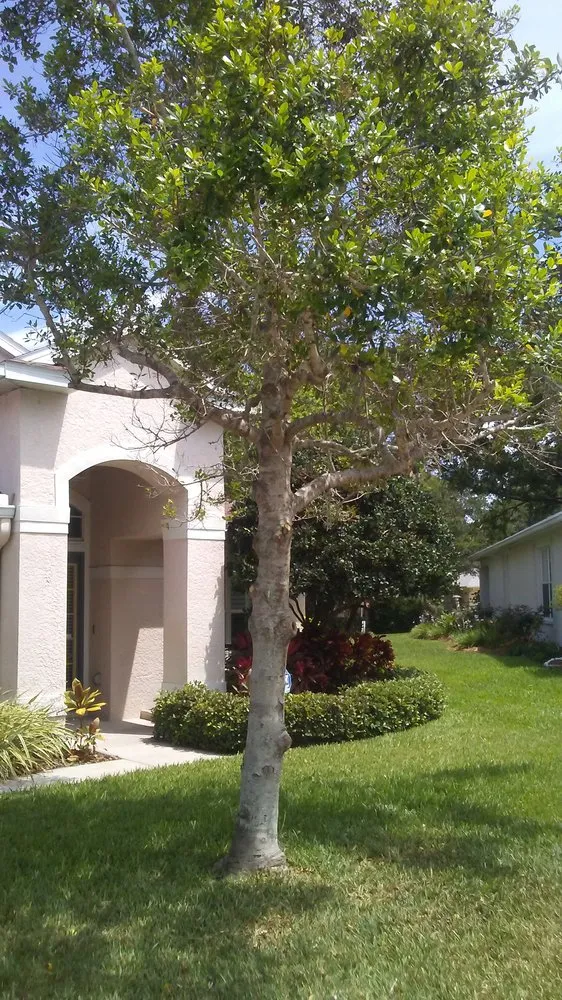 Top-rated yard maintenance for year-round maintenance in New Port Richey, FL by Enchanting Lawn and Landscape