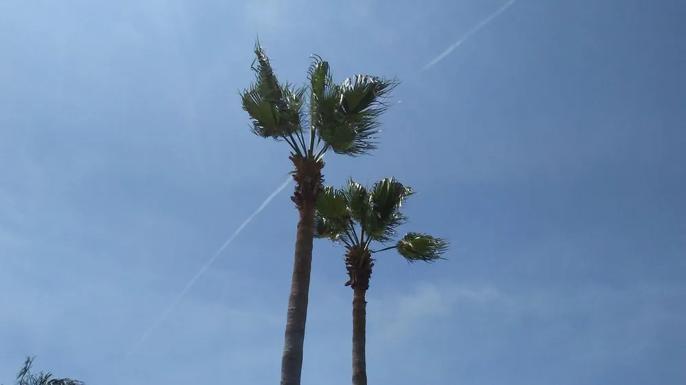 Expert lawn care service in New Port Richey, FL by Enchanting Lawn and Landscape