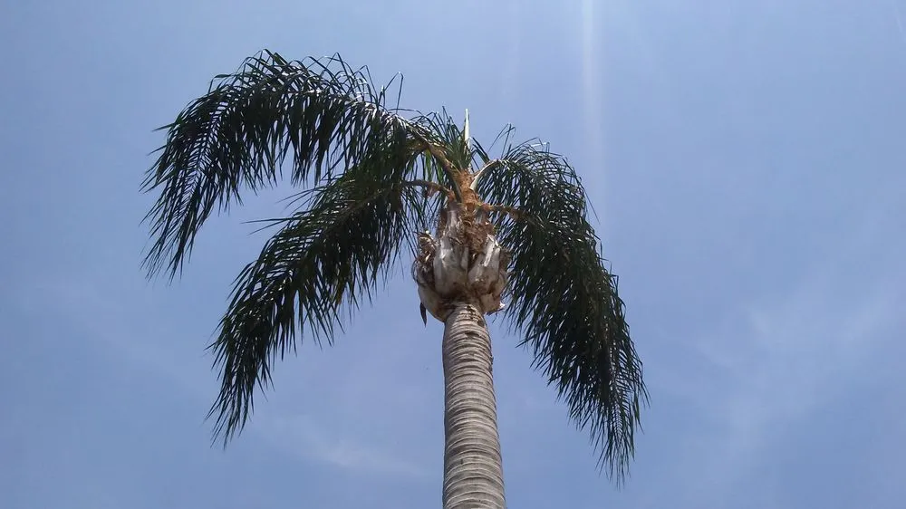 Affordable lawn care service in New Port Richey, FL by Enchanting Lawn and Landscape