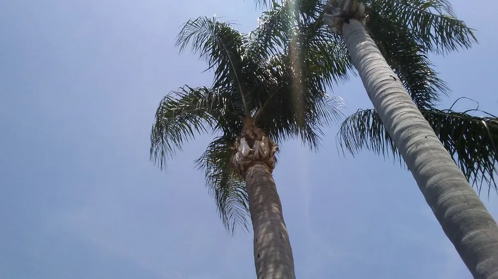 Custom garden landscaping in New Port Richey, FL - Enchanting Lawn and Landscape