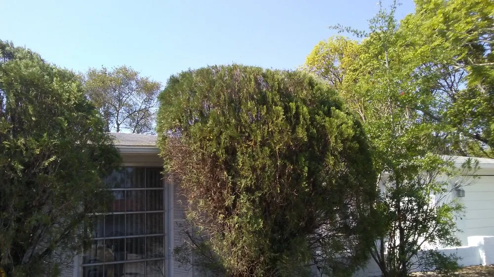 Professional residential landscaping in New Port Richey, FL - Enchanting Lawn and Landscape