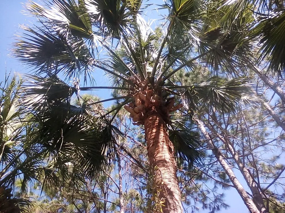 Affordable lawn mowing service for beautiful yards across New Port Richey, FL - Enchanting Lawn and Landscape