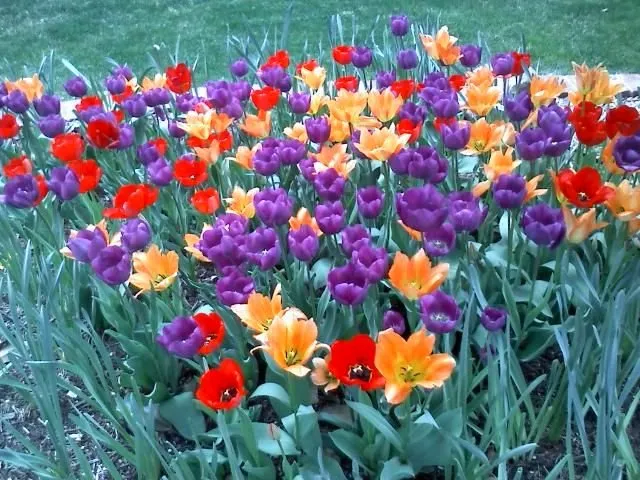 Expert residential landscaping in Albuquerque, NM by Enchantment Landscapes