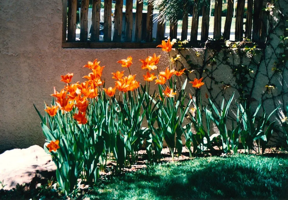 Expert yard maintenance for year-round maintenance across Albuquerque, NM - Enchantment Landscapes