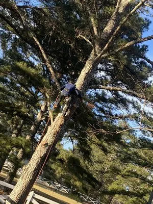 Encinos General Tree and Landscape Logo