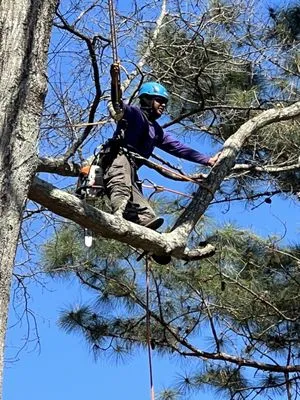 Encinos Tree and Landscape Logo