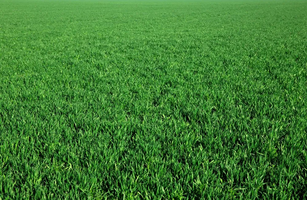 Trusted landscaping services for year-round maintenance in Colonia, NJ by Endless Landscaping