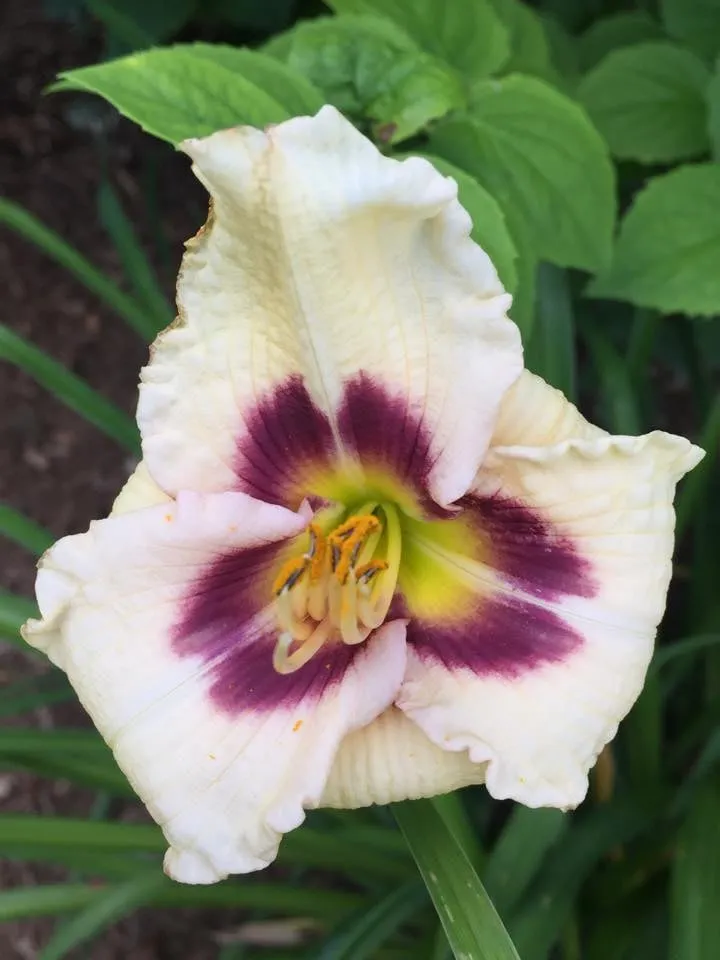 Trusted lawn care service experts serving Pittsfield, MA - Energetic Landscaping