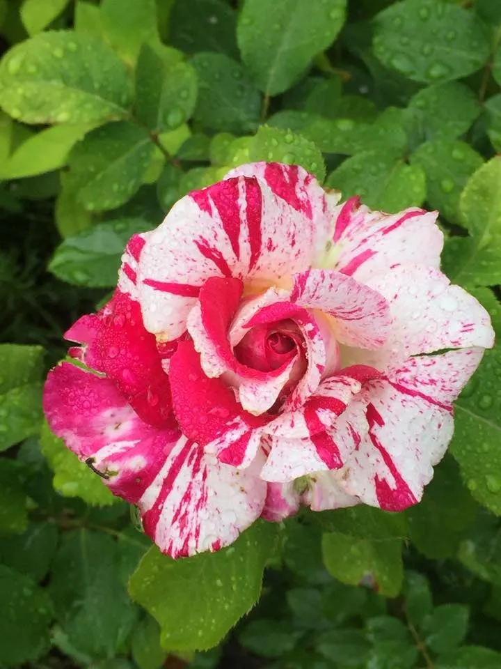 Custom landscape design for homes in Pittsfield, MA by Energetic Landscaping