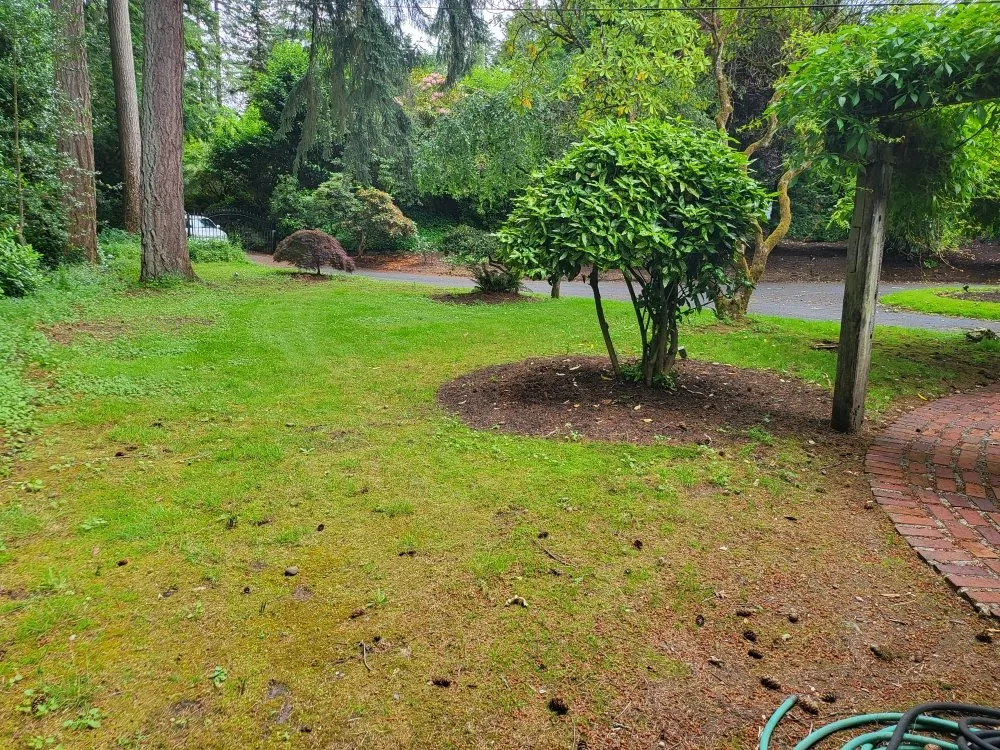 Reliable lawn mowing service near you across Lakewood, WA - Energy Landscape SPC