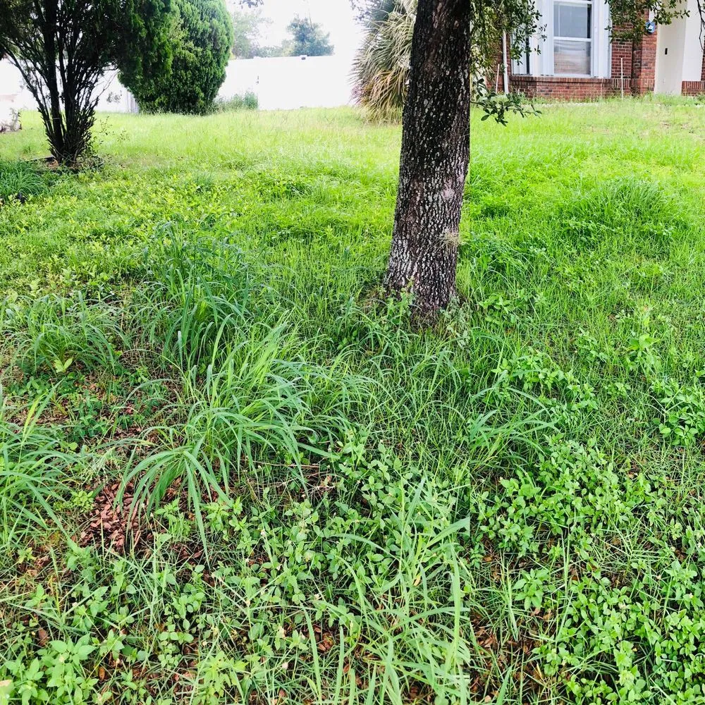 Custom residential landscaping experts serving Orlando, FL - Engineered & Doctored Landscape