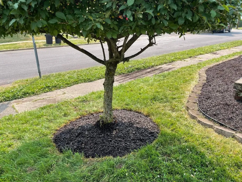 Reliable yard cleanup service in Chicopee, MA by English Towers Landscaping