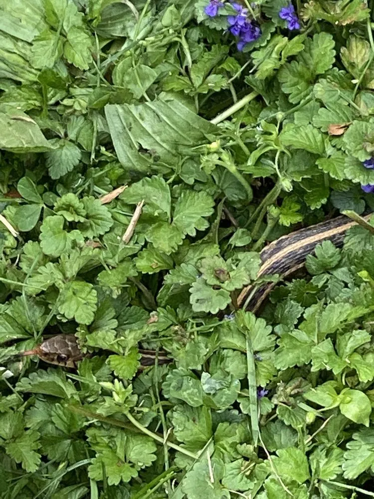 Professional lawn mowing service in Saint Louis, MO - Enhance Home and Lawn