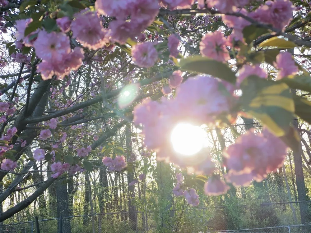 Custom yard maintenance experts serving Saint Louis, MO - Enhance Home and Lawn