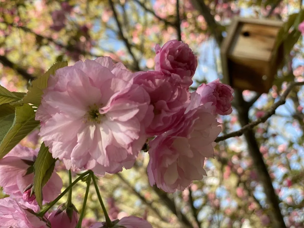 Professional landscape installation in Saint Louis, MO - Enhance Home and Lawn