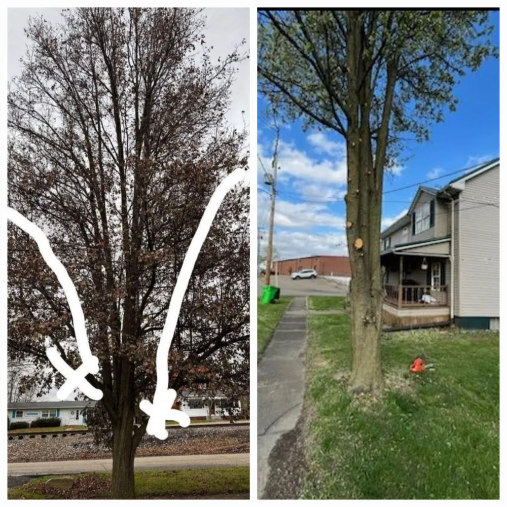 Custom lawn care service in Canton, OH - Enhanced Cleanouts