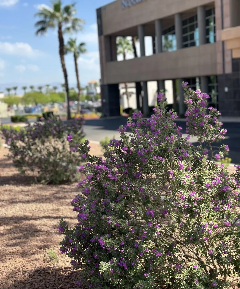 Custom yard cleanup service in Las Vegas, NV - Enhanced Landscape Management