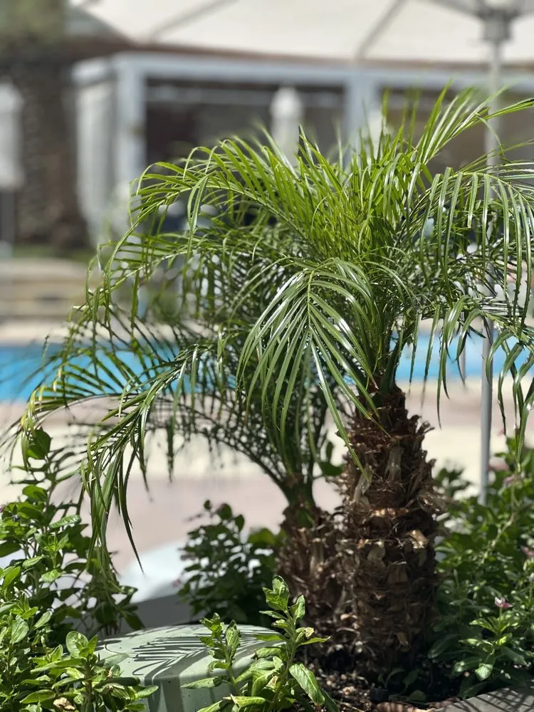 Reliable lawn care service in Las Vegas, NV by Enhanced Landscape Management