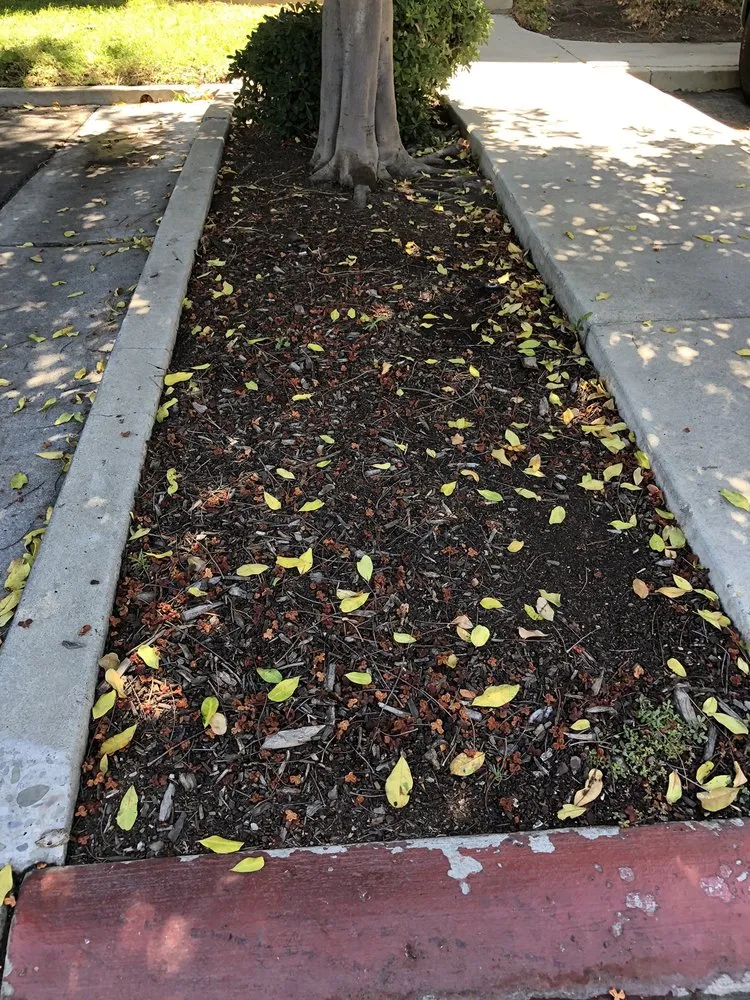 Local yard cleanup service experts serving Thousand Oaks, CA - Enhanced Landscape Management