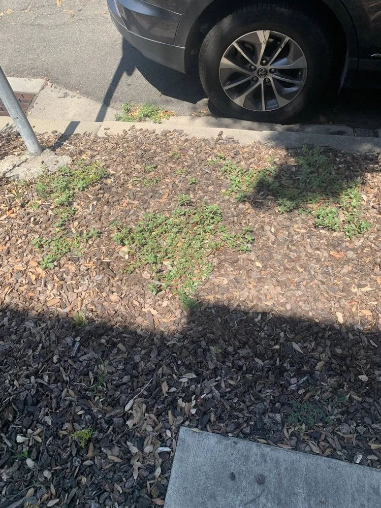 Expert yard cleanup service experts serving Thousand Oaks, CA - Enhanced Landscape Management