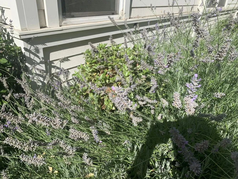 Custom yard cleanup service in Thousand Oaks, CA by Enhanced Landscape Management