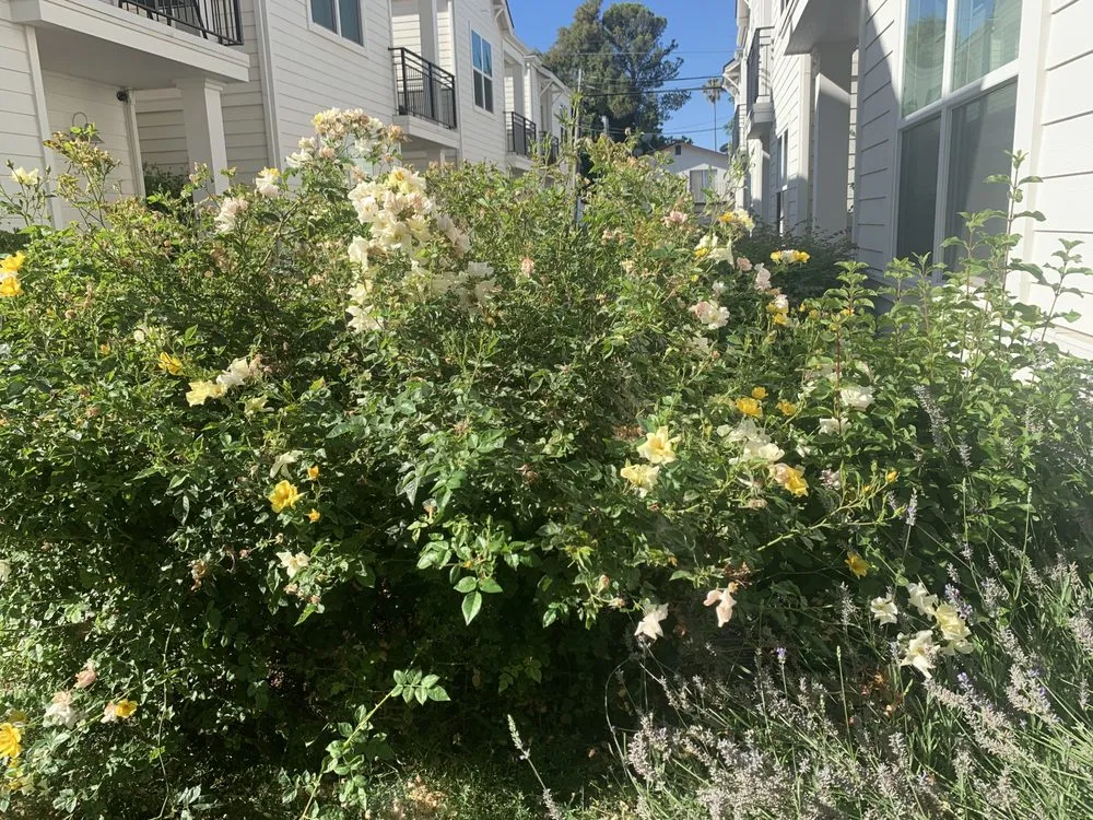 Reliable lawn mowing service near you in Thousand Oaks, CA by Enhanced Landscape Management