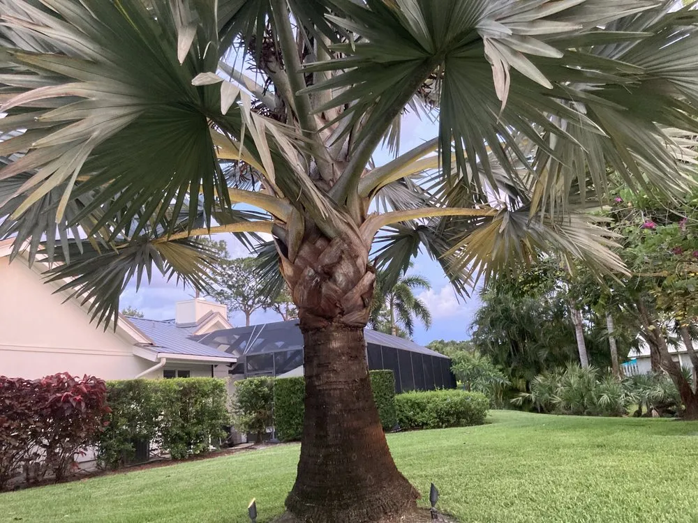 Trusted landscaping services in Port St Lucie, FL by Enhanced Landscapes