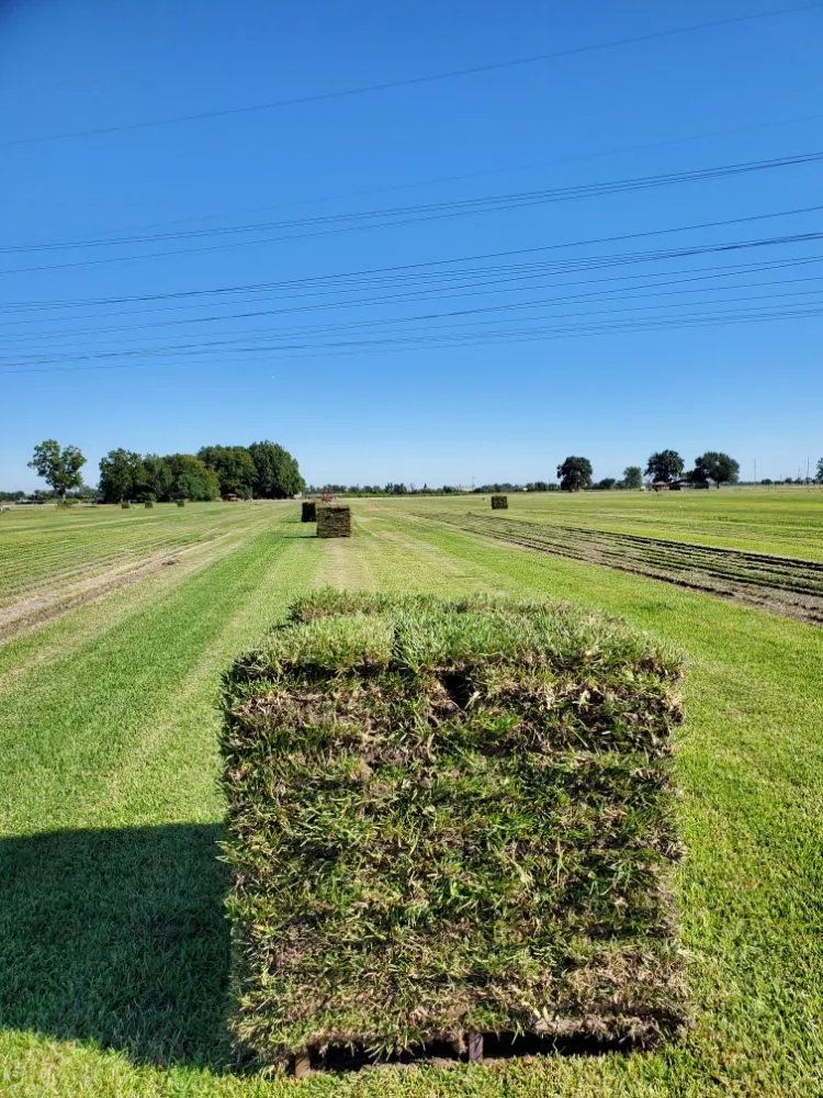 Local landscape design experts serving Atascocita, TX - Enhanced Lawn Care