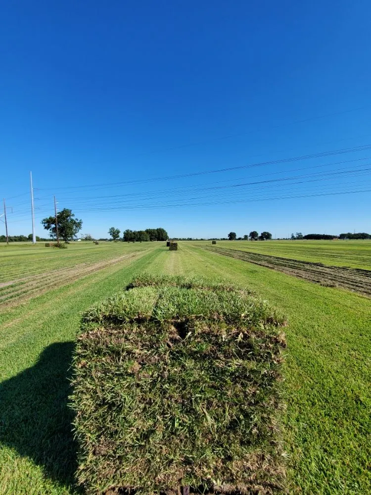 Local yard maintenance experts serving Atascocita, TX - Enhanced Lawn Care