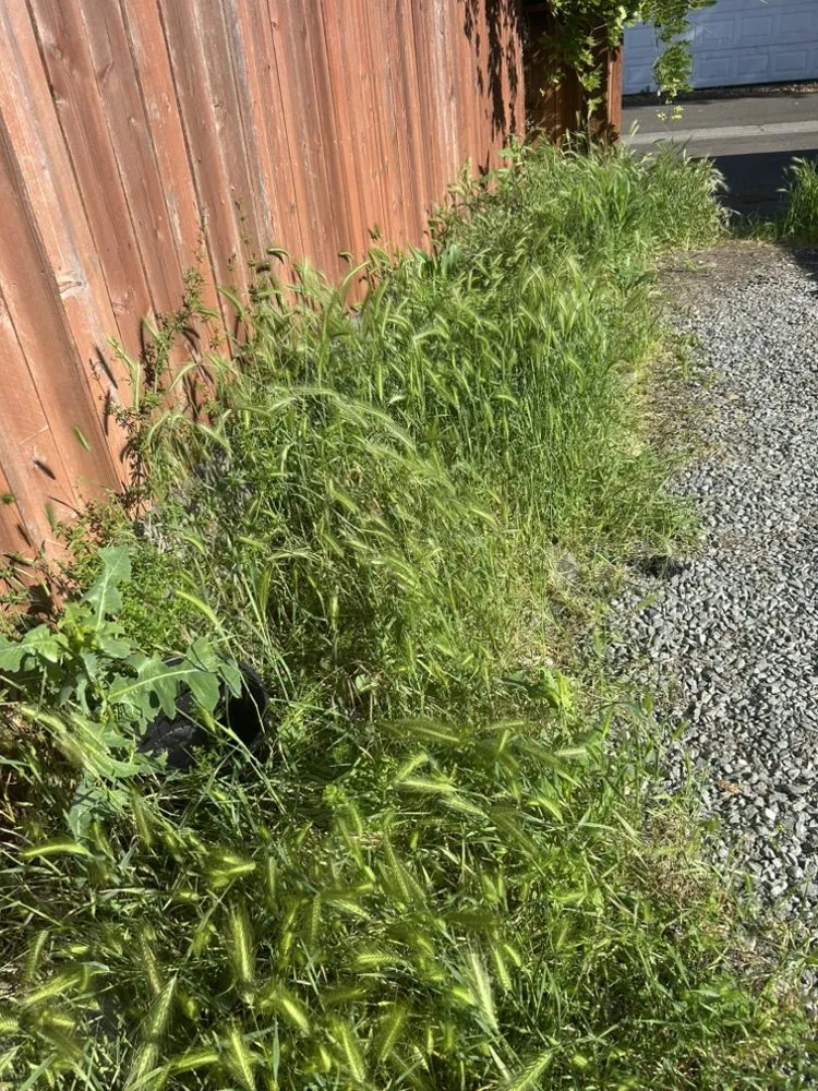 Expert outdoor landscaping in Stockton, CA - Enj Junk Hauling & Landscaping