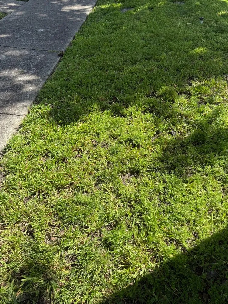 Custom garden landscaping in Stockton, CA - Enj Junk Hauling & Landscaping