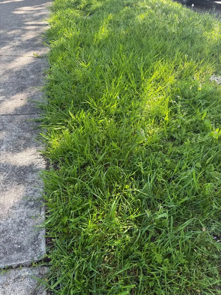 Top-rated lawn mowing service in Stockton, CA by Enj Junk Hauling & Landscaping