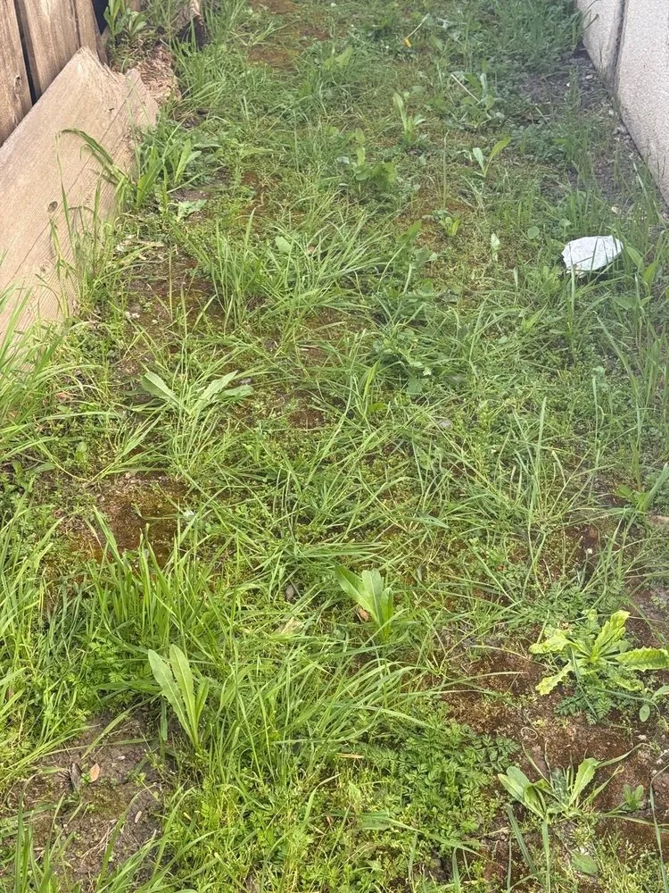 Top-rated lawn care service for beautiful yards across Stockton, CA - Enj Junk Hauling & Landscaping