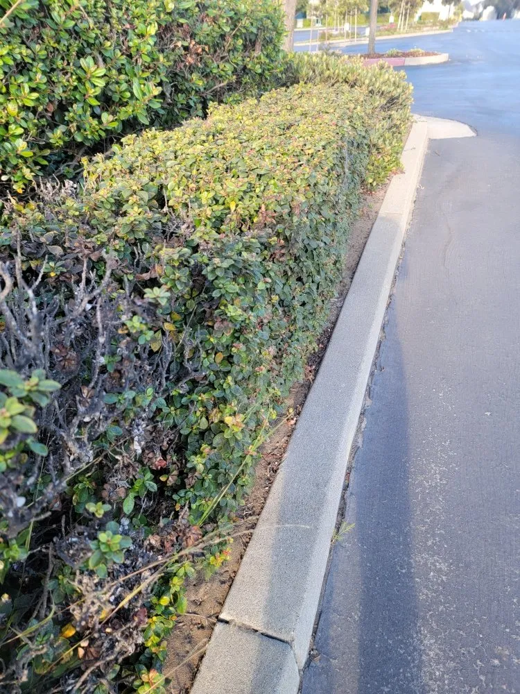 Professional garden landscaping in Stockton, CA - Enj Landscaping