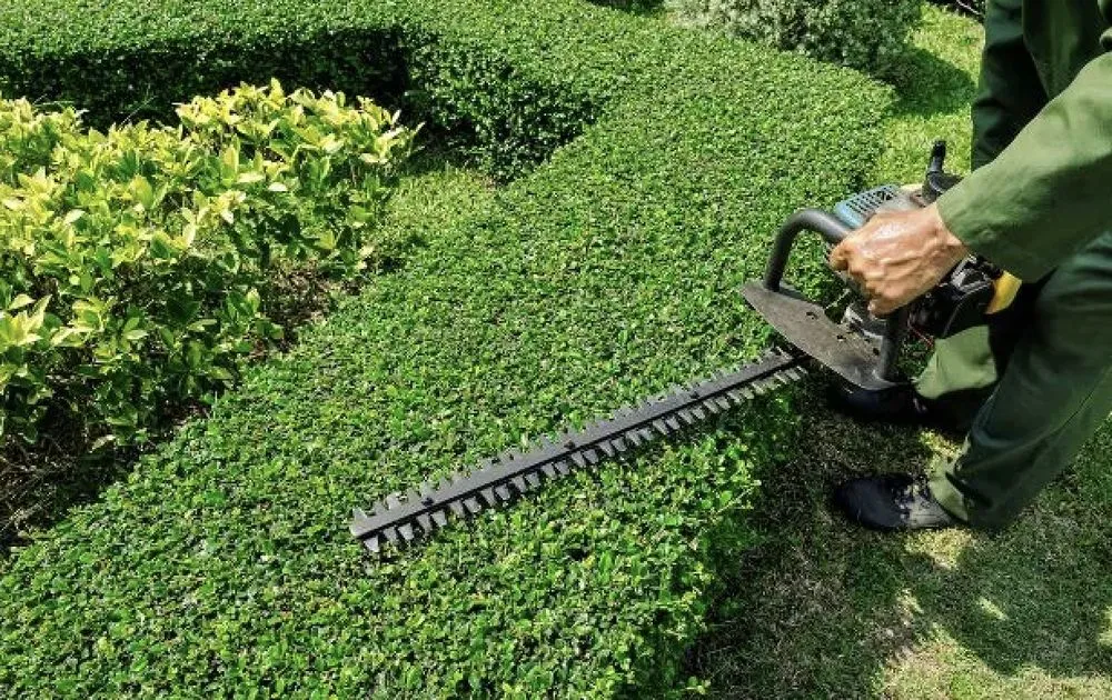 Top-rated lawn care service in Stockton, CA by Enj Landscaping