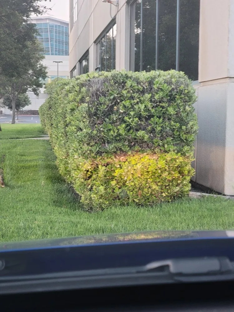 Professional landscape installation in Stockton, CA by Enj Landscaping