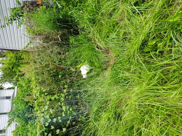 Trusted residential landscaping in Quincy, IL - Enoch Lawn's and Snow Removal