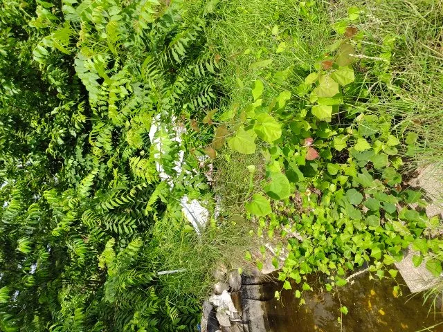 Top-rated lawn mowing service for outdoor upgrades across Quincy, IL - Enoch Lawn's and Snow Removal