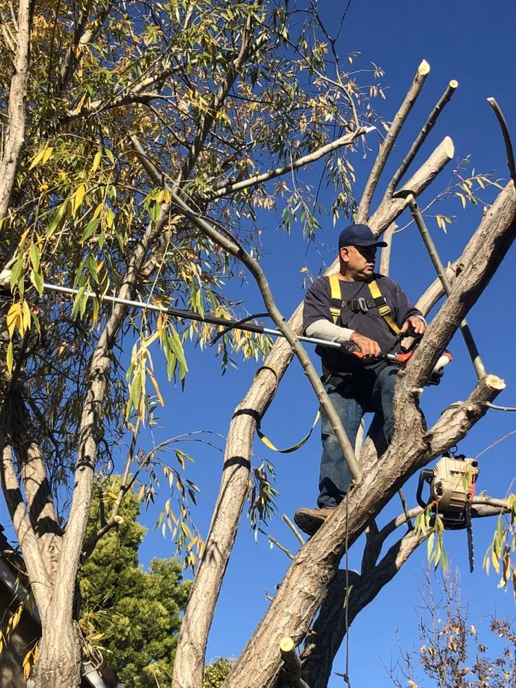 Expert lawn care service in American Canyon, CA - Enrique Gardening Maintenance