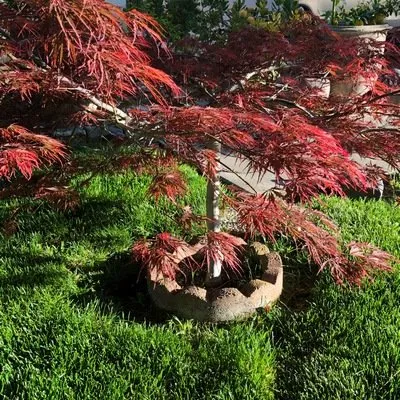 Trusted lawn care service in American Canyon, CA by Enrique Gardening Maintenance