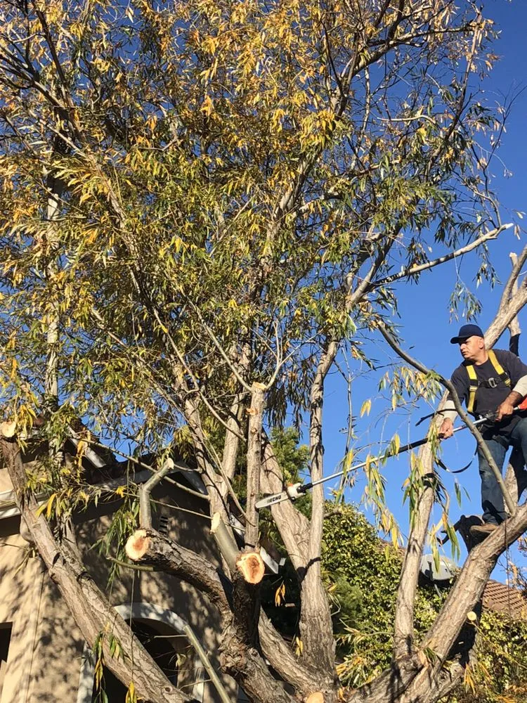 Local landscape design in American Canyon, CA - Enrique Gardening Maintenance