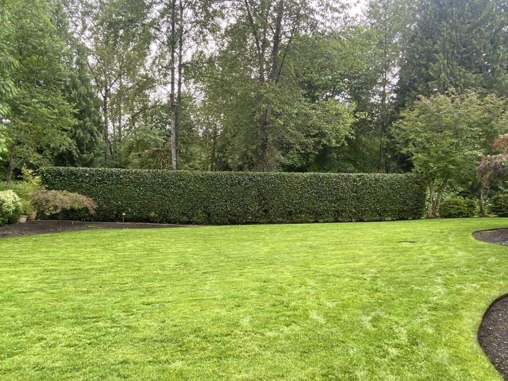Top-rated outdoor landscaping for year-round maintenance across Maple Valley, WA - Enrique Gardens