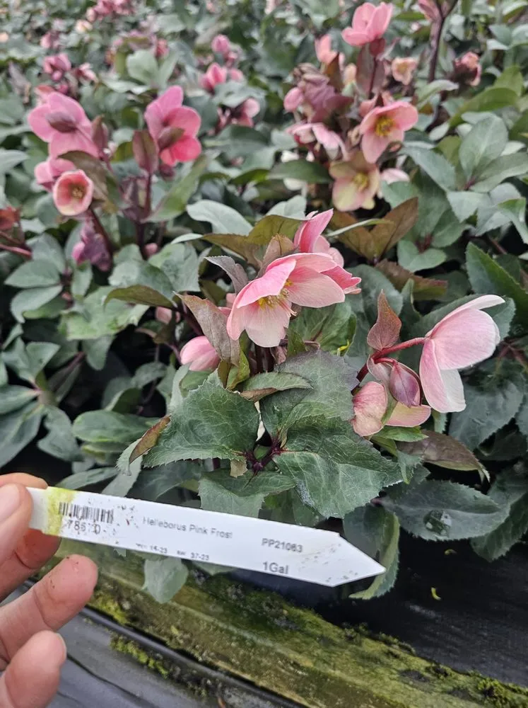 Expert yard maintenance for year-round maintenance in Woodinville, WA by Enrique Landscape