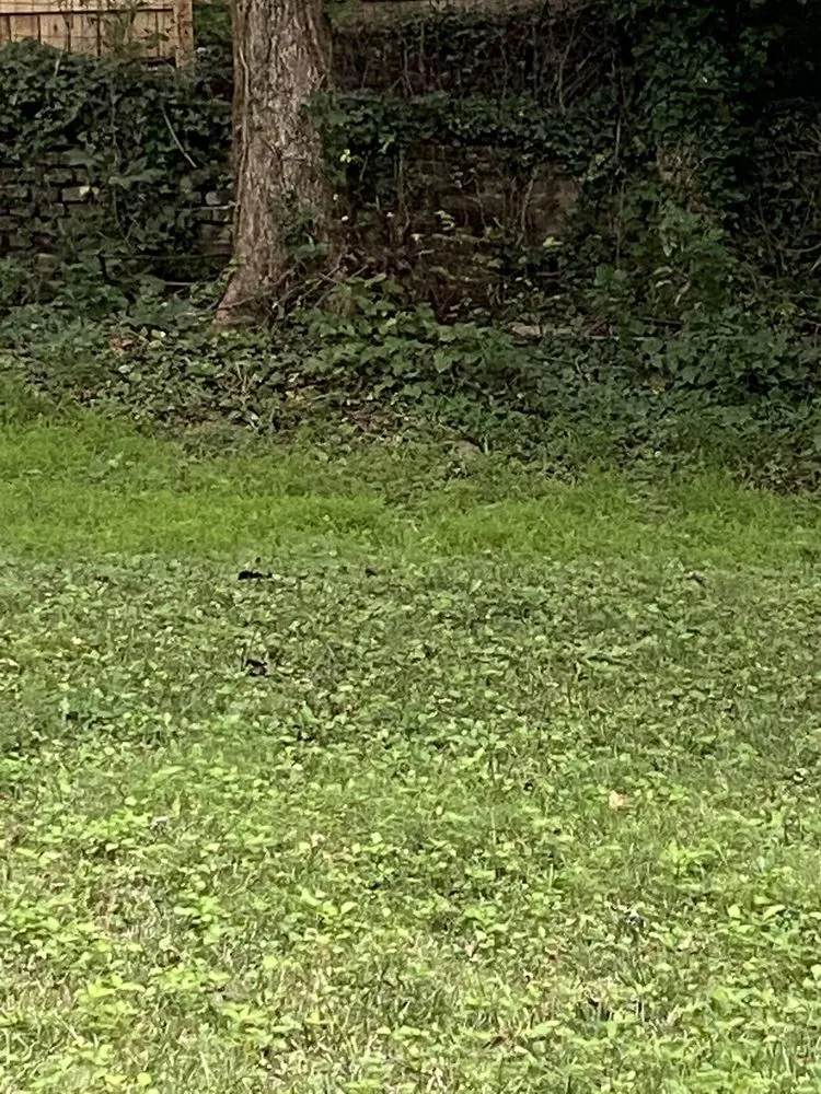 Affordable yard cleanup service experts serving Adelphi, MD - Enriquez Landscaping