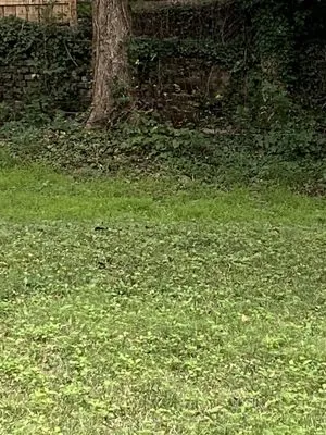 Enriquez Landscaping Logo