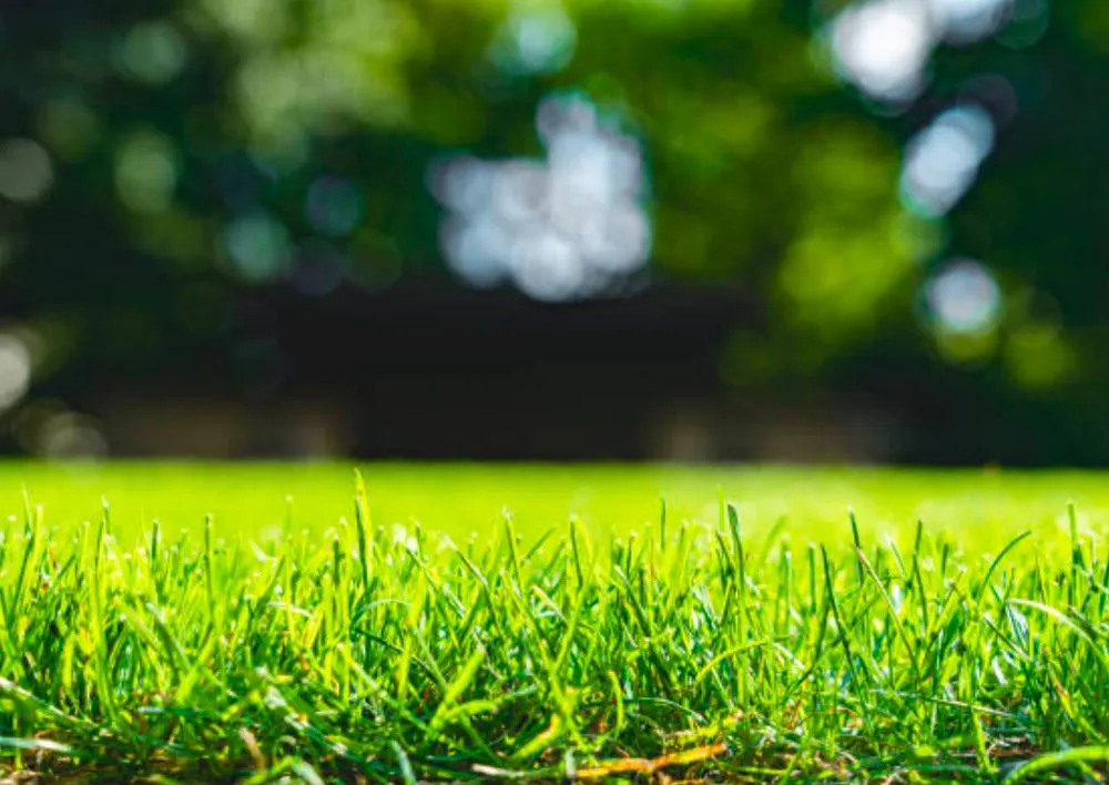 Trusted residential landscaping in Hinesville, GA by Enrust