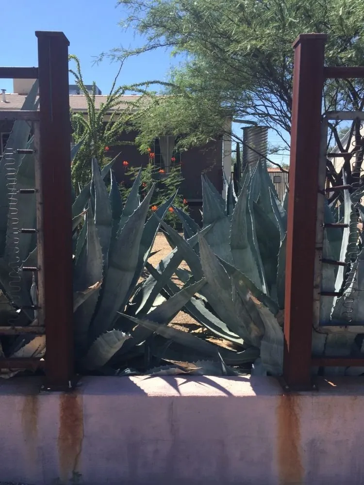 Affordable garden landscaping in Tucson, AZ - Ensō Landscaping