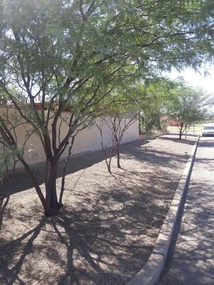 Local yard cleanup service near you across Tucson, AZ - Ensō Landscaping