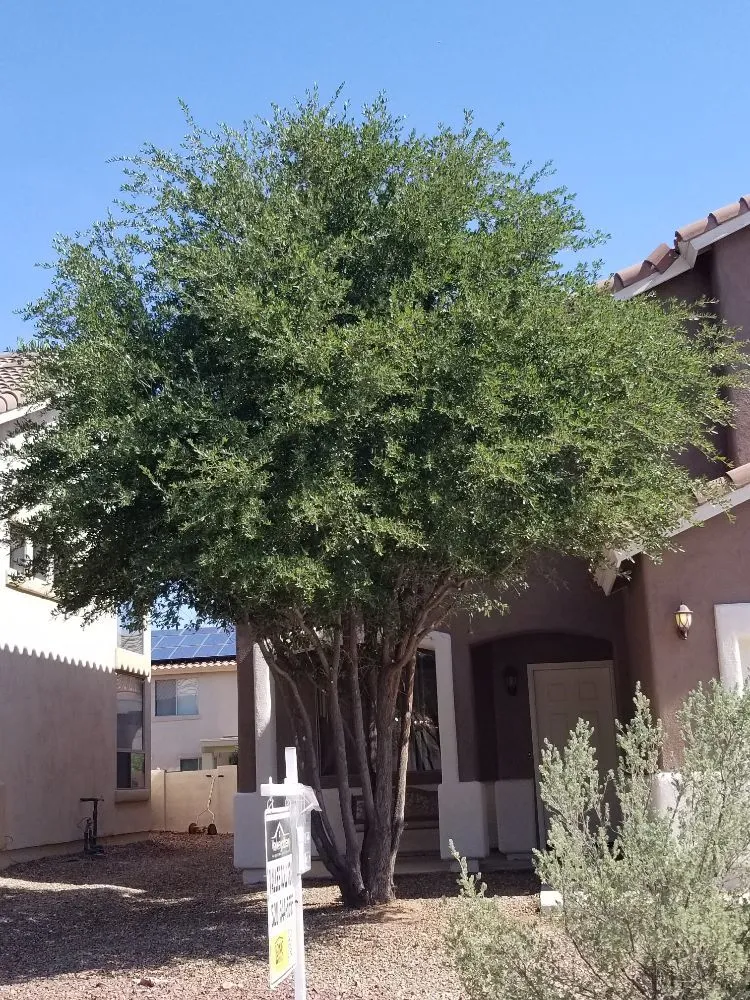 Trusted lawn mowing service for beautiful yards in Tucson, AZ by Ensō Landscaping